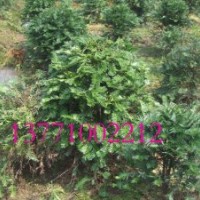 红豆集团直销精品南方红豆杉景观树，籽播苗，成活率高，规格齐全