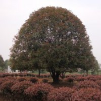 桂花树|八月桂|湖南桂花树价格