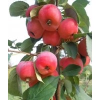 【低价】出售1-20公分各种规格八棱海棠树