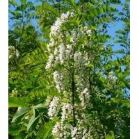 供应：速生国槐，香花槐，刺槐，龙爪槐，黄金槐