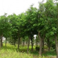 山东国槐 国槐价格 国槐小苗