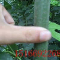 东红白蜡价格东红白蜡图片