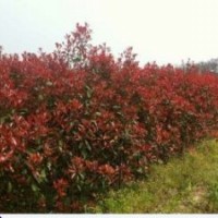 广西柳州低价处理50万红叶石楠 大叶紫薇小苗