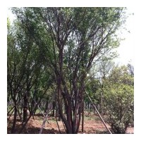 成都/西安苗圃低价供应茶条槭，桂花，蒙古栎，国槐