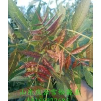 哪里东红3号价格最合算庆云雪松苗业告诉您 白蜡