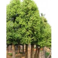 浏阳苗木花木价格|浏阳骨架移栽香樟价格|香樟新闻|宏景特价