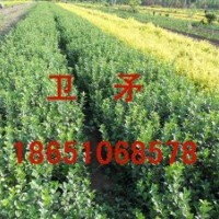 卫矛供应，卫矛批发，卫矛价格，卫矛种植