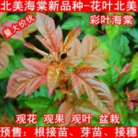 北美海棠根接苗、北美海棠芽苗、北美海棠接穗