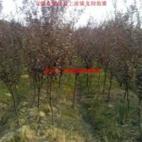 红叶李、红叶桃、大叶女贞、高杆女贞 桂花、香樟