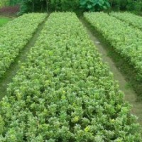 金边黄杨宏景苗木场长期供货，湖南金边黄杨价格优惠