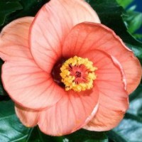 木槿，潢川木槿，潢川木槿报价