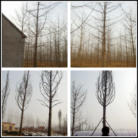 银杏树 最新报价