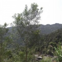 供黑木相思优良品种苗