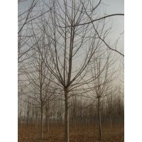 供速生法桐小苗，白蜡小苗，造型法桐