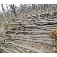 白蜡3.4.5.6.7.8.9公分裸根截杆