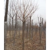 供应各规格绿化苗木，国槐、合欢、白蜡等
