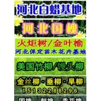 速生柳-优质速生柳尽在保定绿农苗圃