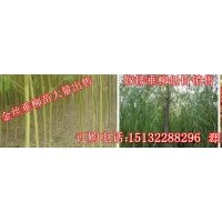 火炬树-1-12公分火炬树