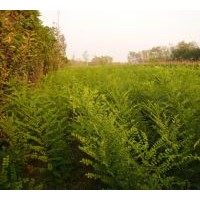 国槐-10公分国槐-12公分公分-15公分国槐、国槐小苗（国槐全冠、