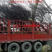 红紫叶李,大叶女贞,香樟,桂花,乌桕,广玉兰