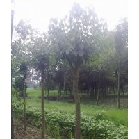 供应成都重阳木工程苗木 重阳木