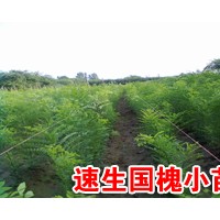 ..毛白杨，千头椿，窄冠杨，速生杨，毛白杨种苗