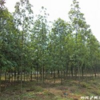 四川拟单性木兰，拟单性木兰苗圃，拟单性木兰