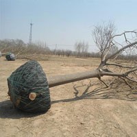 国槐 枣树苗专业供应