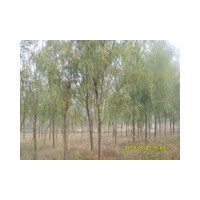 垂柳 金丝垂柳