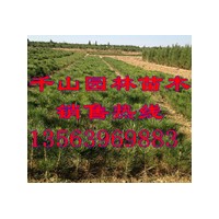 供应黑松苗价格，黑松小苗价格，黑松树苗价格