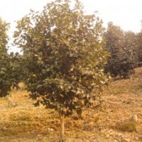 浙江宁波供应茶花