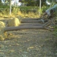 10公分国槐价格