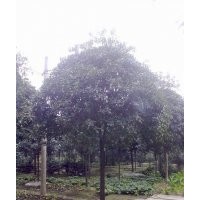 供应10公分桂花