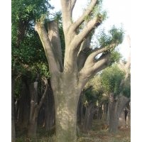 90公分皂荚