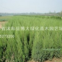 北京桧、蜀桧、龙柏、直升龙柏、龙柏球、西安桧、铺地柏