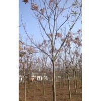 全冠栾树|截杆栾树|栾树价格