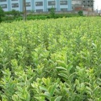 45万亩苗木直销金边冬青.大叶黄杨.小叶黄杨.北海道黄杨