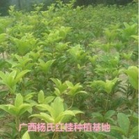 供应60-70公分高朱砂桂移栽小苗