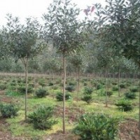 供应高杆红叶石楠