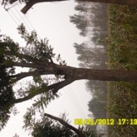 供应大量6-35公分国槐