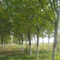 供应6-18公分白蜡