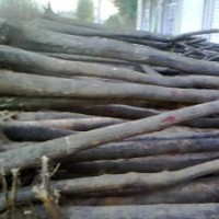 山西白皮松，营养杯油松，国槐，侧柏