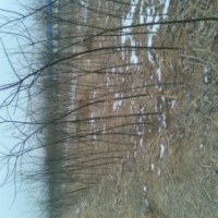 供应8-60公分国槐