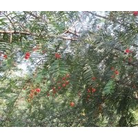 红豆杉绿化树供应 地径6到12公分的20万株