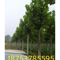 16公分速生法桐报价哪里法桐好悬铃木
