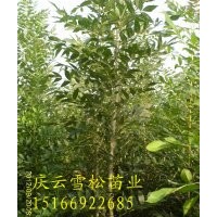 东红白蜡用于道路绿化