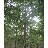 供应各种规格银杏树