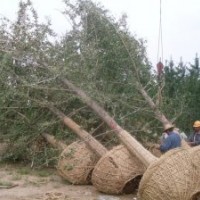常年低价供应10-25公分银杏树