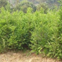 的樱花品种 湖南樱花品种，优质樱花品种