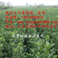 大叶黄杨苗 大叶黄杨球
